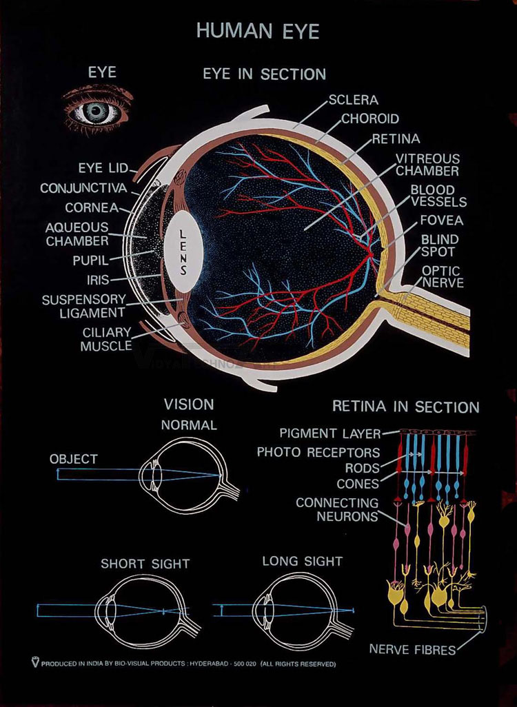 Human Anatomy